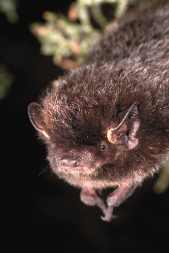 Fantastic Bats